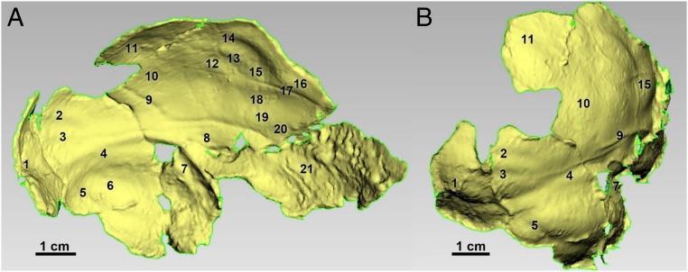 https://cdn.ncbi.nlm.nih.gov/pmc/blobs/0b23/5984505/1df5f3d0b17d/pnas.1720842115fig04.jpg