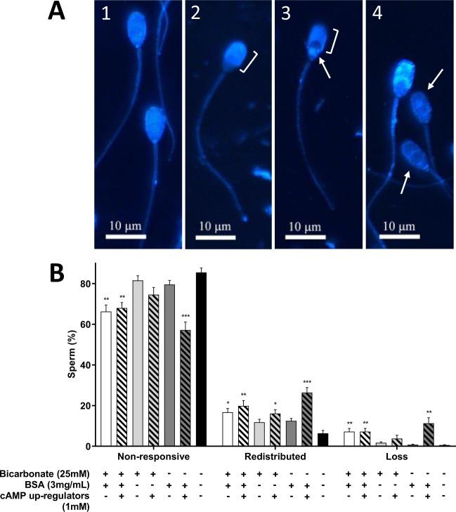 https://cdn.ncbi.nlm.nih.gov/pmc/blobs/0b24/6614389/57ab3d50631b/41598_2019_45831_Fig6_HTML.jpg
