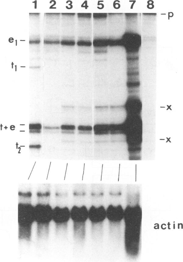https://cdn.ncbi.nlm.nih.gov/pmc/blobs/0b28/238243/511f5b9dc1b6/jvirol00033-0790-a.jpg