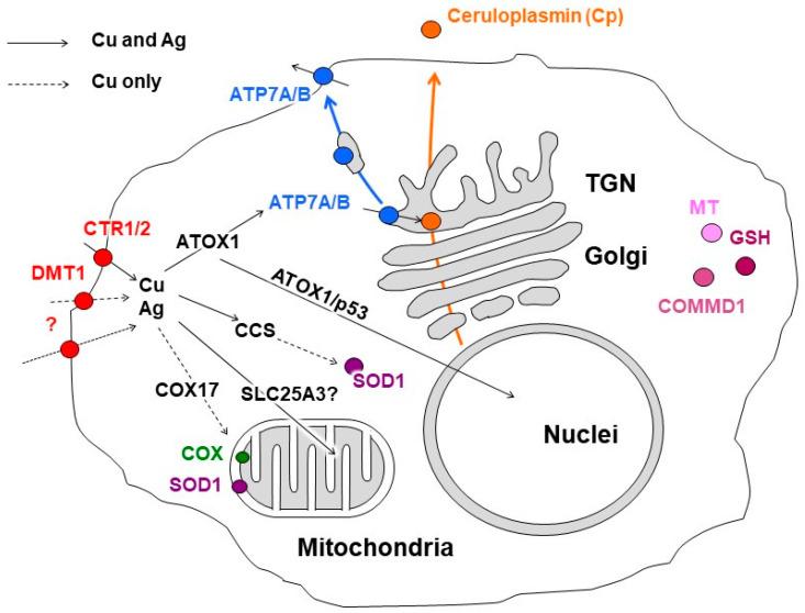 https://cdn.ncbi.nlm.nih.gov/pmc/blobs/0b30/10525645/1c8b322fd6b0/antioxidants-12-01654-g001.jpg