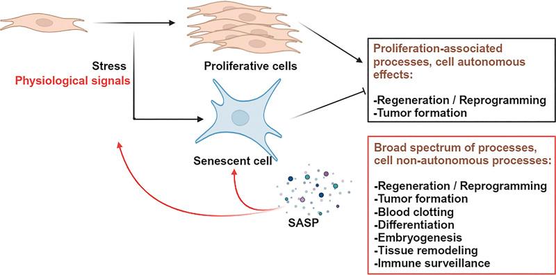 https://cdn.ncbi.nlm.nih.gov/pmc/blobs/0b31/11169915/1cc6b238b576/JCB_202401112_Fig2.jpg
