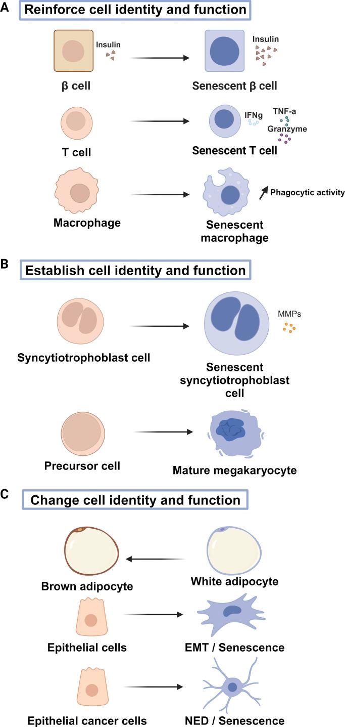 https://cdn.ncbi.nlm.nih.gov/pmc/blobs/0b31/11169915/275a47b9a04f/JCB_202401112_Fig3.jpg
