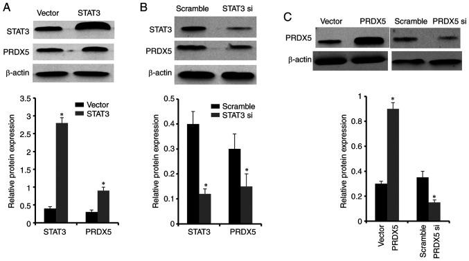https://cdn.ncbi.nlm.nih.gov/pmc/blobs/0b31/7797423/24e0fbc26ce2/IJMM-47-02-0573-g03.jpg