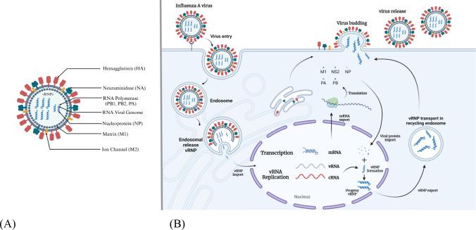 https://cdn.ncbi.nlm.nih.gov/pmc/blobs/0b32/11621219/489ce0923e07/fimmu-15-1499754-g002.jpg