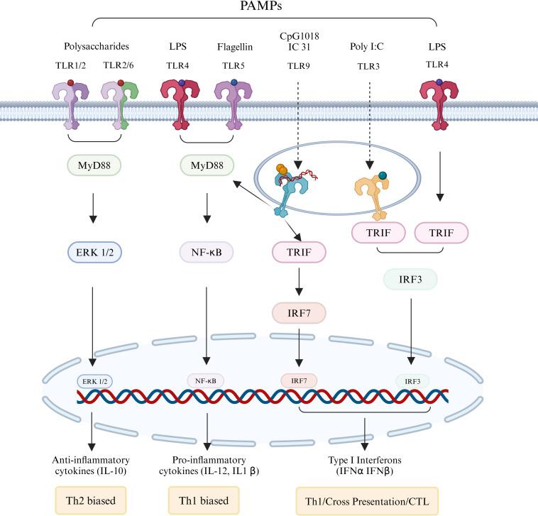 https://cdn.ncbi.nlm.nih.gov/pmc/blobs/0b32/11621219/af29331042ee/fimmu-15-1499754-g004.jpg