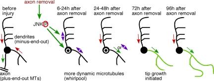 https://cdn.ncbi.nlm.nih.gov/pmc/blobs/0b33/2828963/e0d6b02c84b0/zmk0051093710008.jpg