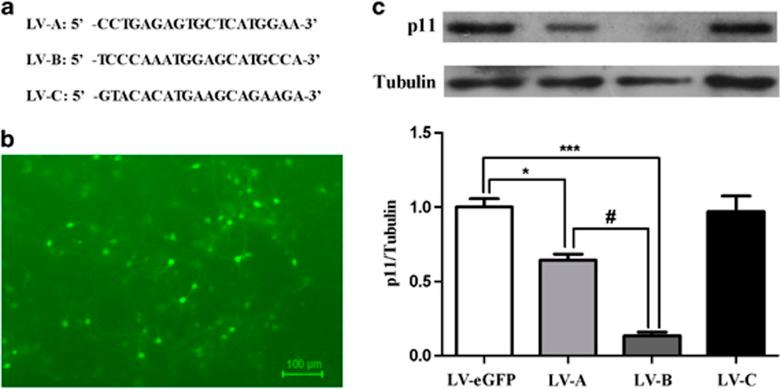 https://cdn.ncbi.nlm.nih.gov/pmc/blobs/0b34/4872431/7b200652cd2b/tp201621f3.jpg