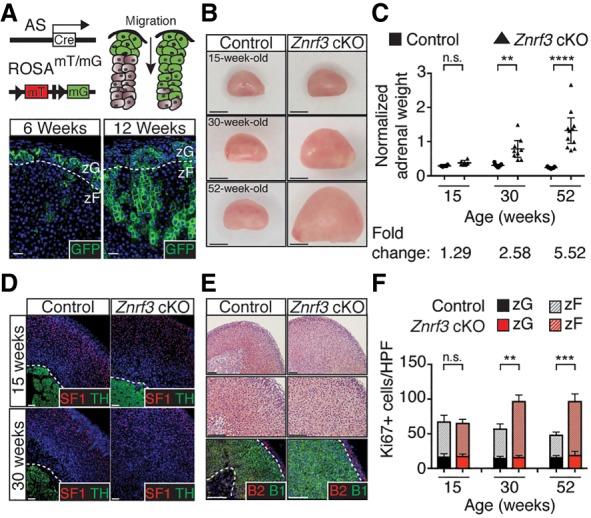 https://cdn.ncbi.nlm.nih.gov/pmc/blobs/0b37/6362817/2f1f265c4303/209f04.jpg