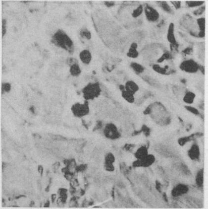 https://cdn.ncbi.nlm.nih.gov/pmc/blobs/0b39/2083858/854820c877b6/jmedres00040-0049-c.jpg