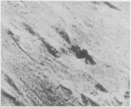 https://cdn.ncbi.nlm.nih.gov/pmc/blobs/0b39/2083858/d1e7112ed271/jmedres00040-0048-f.jpg