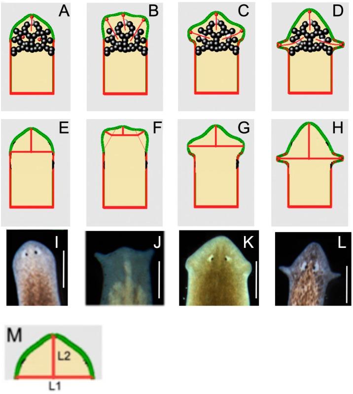 https://cdn.ncbi.nlm.nih.gov/pmc/blobs/0b3a/4661923/6b1940694c4b/ijms-16-26065-g008.jpg