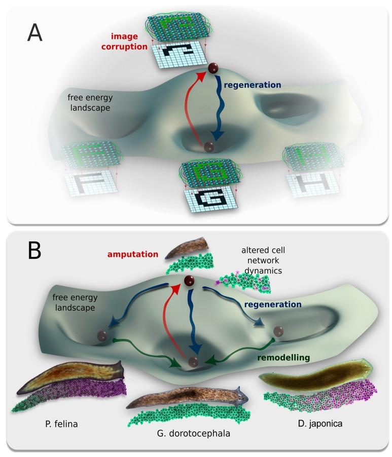 https://cdn.ncbi.nlm.nih.gov/pmc/blobs/0b3a/4661923/7b8e772fa4ae/ijms-16-26065-g009.jpg