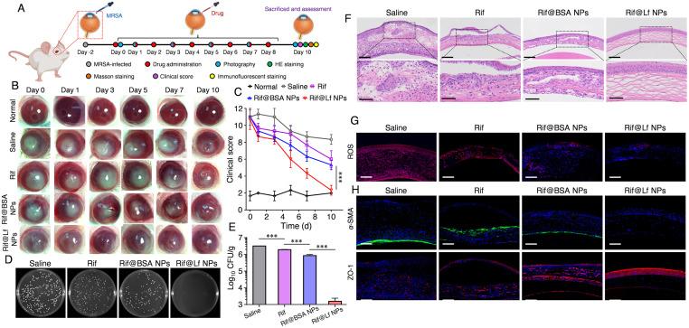 https://cdn.ncbi.nlm.nih.gov/pmc/blobs/0b46/11381595/ee6283a6dd97/gr5.jpg