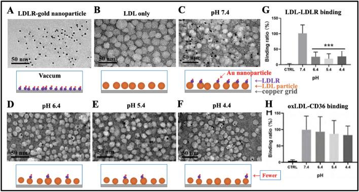 https://cdn.ncbi.nlm.nih.gov/pmc/blobs/0b48/11921551/2bb69f871f0b/11658_2025_715_Fig2_HTML.jpg