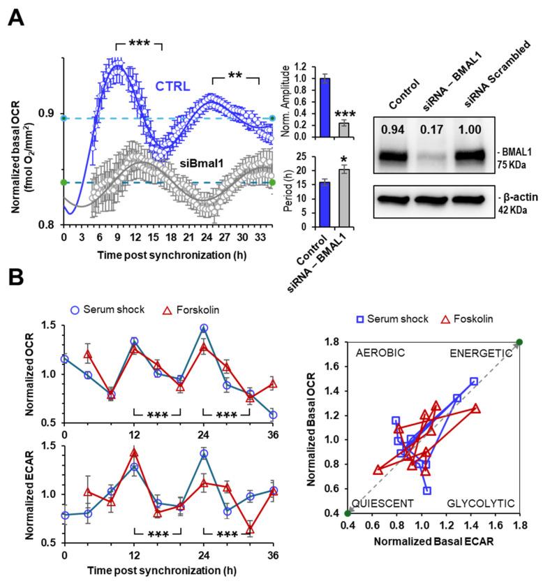 https://cdn.ncbi.nlm.nih.gov/pmc/blobs/0b4e/11276763/7f28a9af0354/ijms-25-07797-g002.jpg