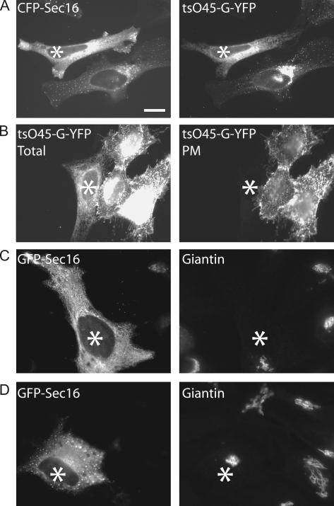 https://cdn.ncbi.nlm.nih.gov/pmc/blobs/0b4e/1761133/23bc63e80966/tra0007-1678-f4.jpg