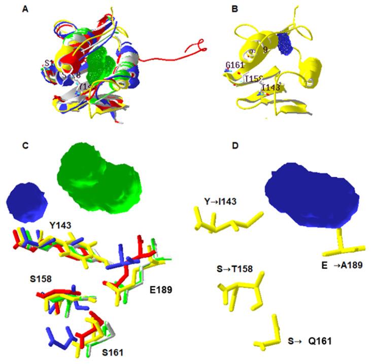 https://cdn.ncbi.nlm.nih.gov/pmc/blobs/0b52/9658677/e878d367d8ec/ijms-23-13151-g005.jpg