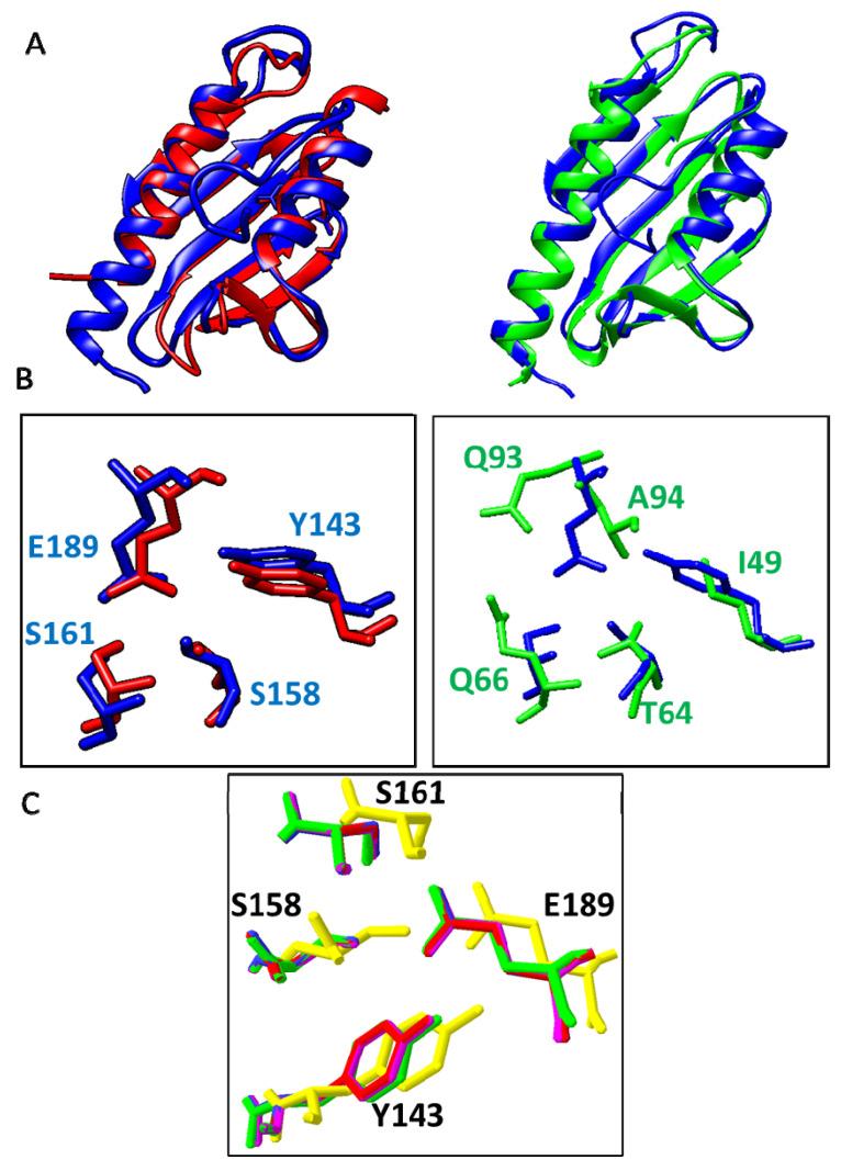 https://cdn.ncbi.nlm.nih.gov/pmc/blobs/0b52/9658677/f36ce2f3b6d2/ijms-23-13151-g004.jpg