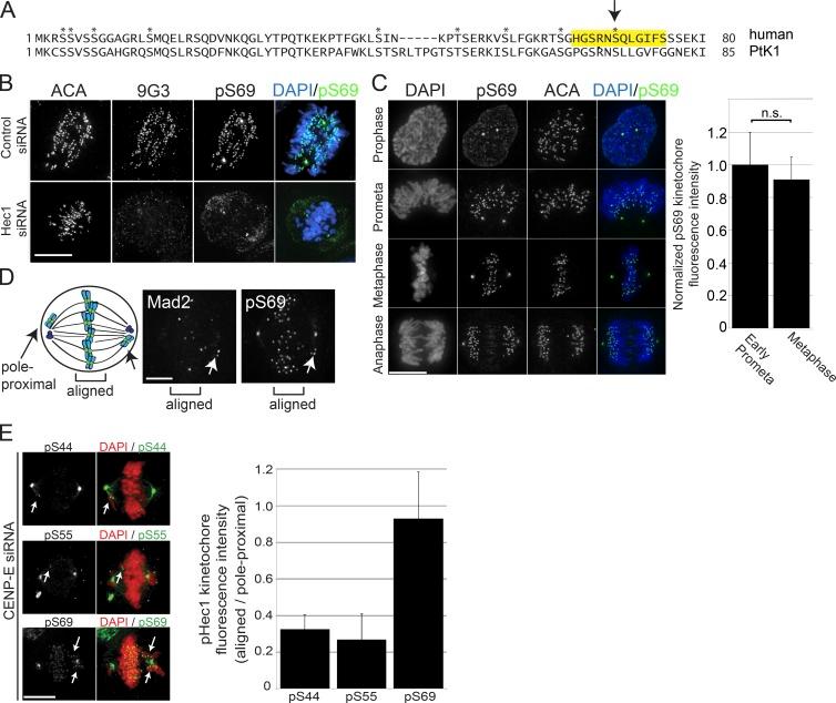 https://cdn.ncbi.nlm.nih.gov/pmc/blobs/0b55/5748988/15d0a27f3166/JCB_201707160_Fig1.jpg