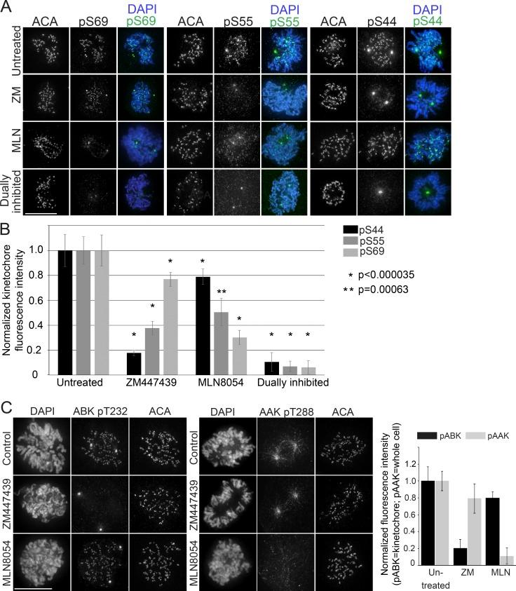 https://cdn.ncbi.nlm.nih.gov/pmc/blobs/0b55/5748988/8d102be98e05/JCB_201707160_Fig3.jpg