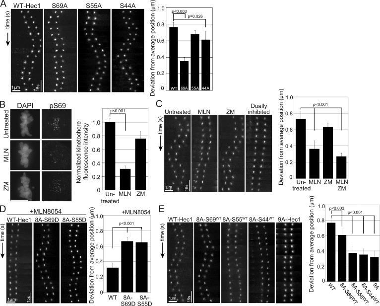 https://cdn.ncbi.nlm.nih.gov/pmc/blobs/0b55/5748988/9cea61c16fa4/JCB_201707160_Fig5.jpg