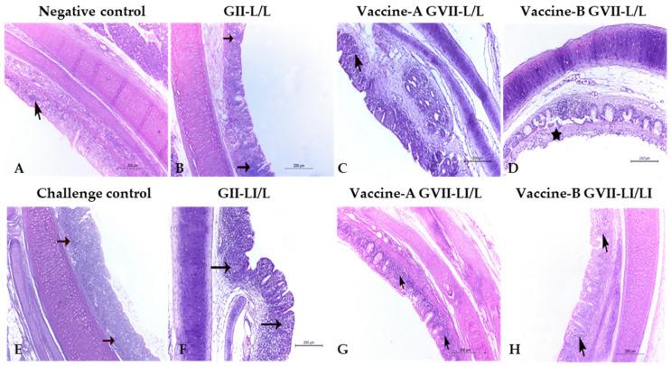 https://cdn.ncbi.nlm.nih.gov/pmc/blobs/0b55/9265022/e853c148774e/animals-12-01696-g002.jpg