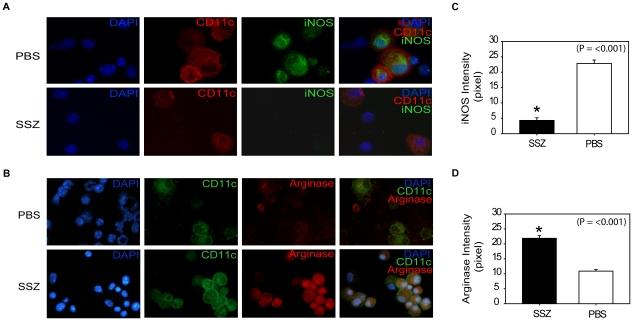 https://cdn.ncbi.nlm.nih.gov/pmc/blobs/0b57/2924364/318f38d5f207/ppat.1001058.g008.jpg