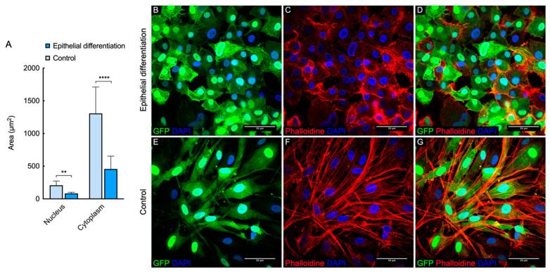 https://cdn.ncbi.nlm.nih.gov/pmc/blobs/0b58/8465718/bfe3f5d11b04/biomedicines-09-01134-g005.jpg