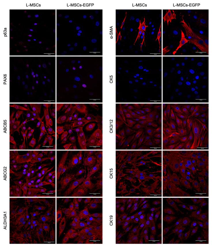 https://cdn.ncbi.nlm.nih.gov/pmc/blobs/0b58/8465718/ce3587181712/biomedicines-09-01134-g003.jpg