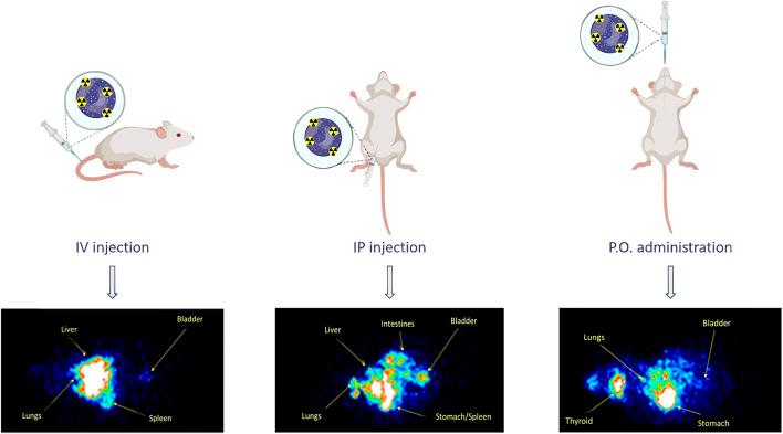 https://cdn.ncbi.nlm.nih.gov/pmc/blobs/0b5c/10401050/6b10388bd323/fbioe-11-1191327-g007.jpg