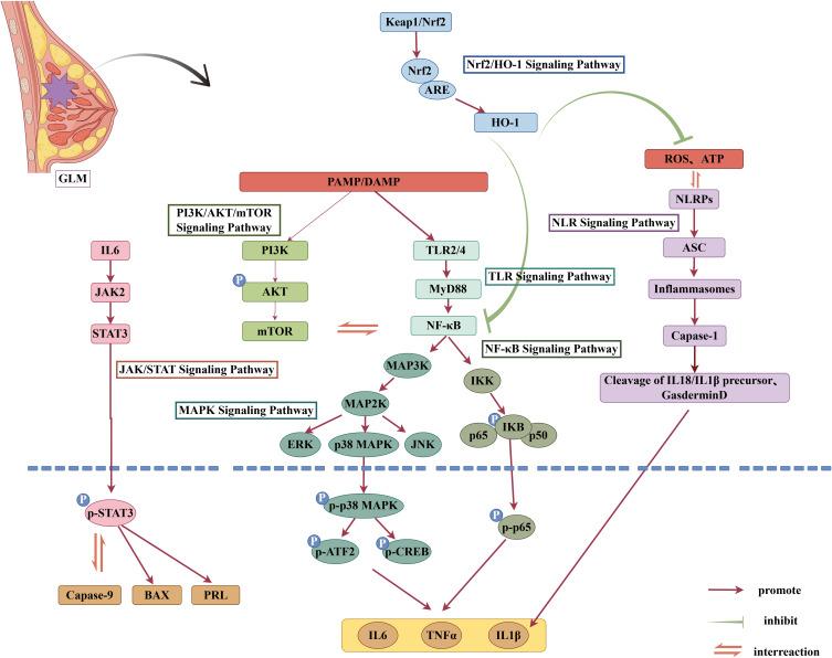 https://cdn.ncbi.nlm.nih.gov/pmc/blobs/0b5d/12274273/70ebfe5c7c7e/JIR-18-9185-g0001.jpg