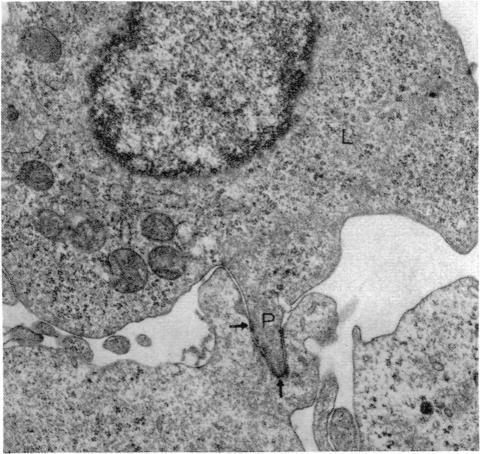 https://cdn.ncbi.nlm.nih.gov/pmc/blobs/0b5f/1446043/7fae8b886f02/immunology00309-0127-a.jpg