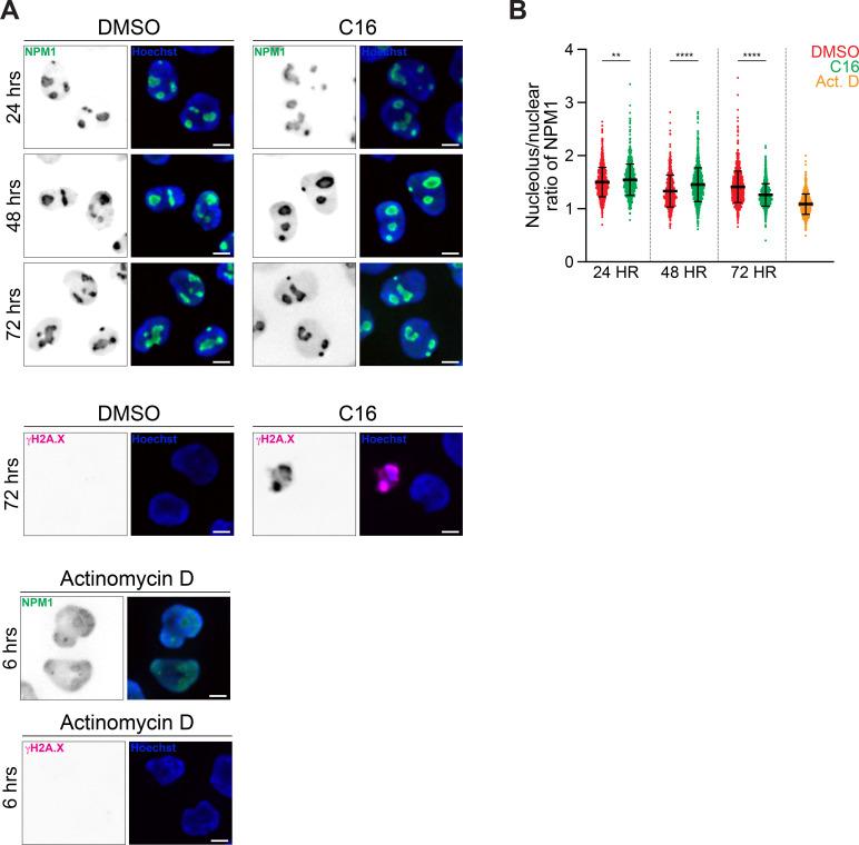 https://cdn.ncbi.nlm.nih.gov/pmc/blobs/0b60/11057873/308f7152917e/elife-90683-fig3-figsupp4.jpg