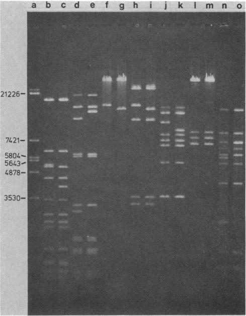 https://cdn.ncbi.nlm.nih.gov/pmc/blobs/0b60/215244/37e9c84746d4/jbacter00211-0446-a.jpg