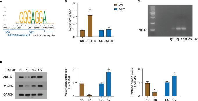 https://cdn.ncbi.nlm.nih.gov/pmc/blobs/0b66/9043551/43d5254ef083/fonc-12-802941-g005.jpg