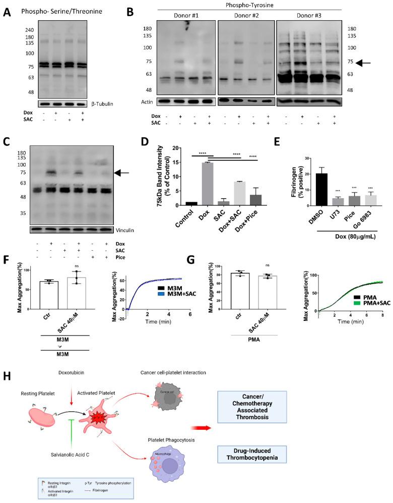 https://cdn.ncbi.nlm.nih.gov/pmc/blobs/0b67/9788583/0b629aa2f8ad/pharmaceuticals-15-01444-g005.jpg