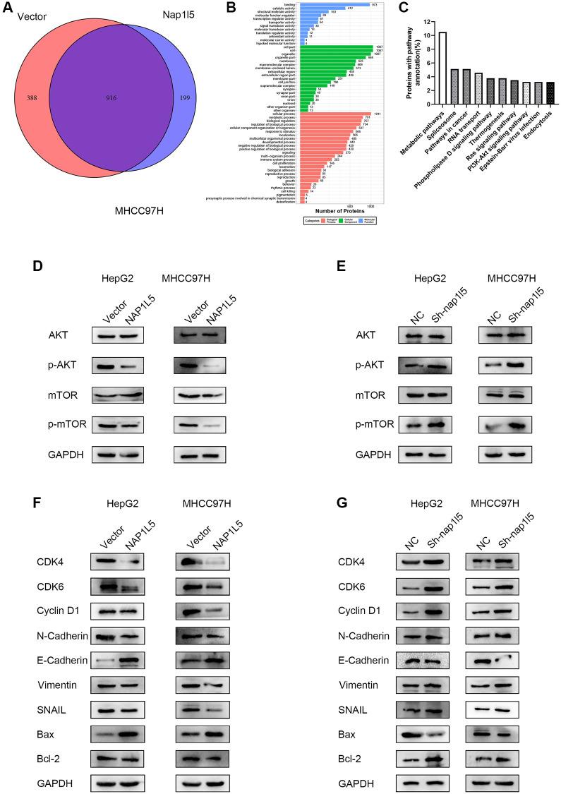 https://cdn.ncbi.nlm.nih.gov/pmc/blobs/0b6e/9740361/75910cbb2cdf/aging-14-204377-g006.jpg