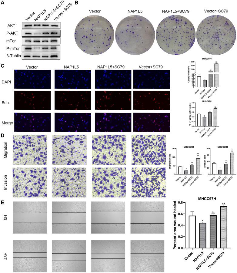 https://cdn.ncbi.nlm.nih.gov/pmc/blobs/0b6e/9740361/8120bd730217/aging-14-204377-g007.jpg