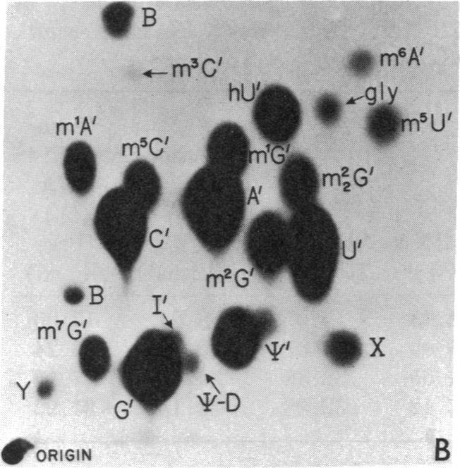 https://cdn.ncbi.nlm.nih.gov/pmc/blobs/0b72/433377/f687a006a5ed/pnas00066-0237-a.jpg