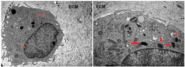 https://cdn.ncbi.nlm.nih.gov/pmc/blobs/0b74/6857108/b4c98d5cd3f6/fendo-10-00756-g0007.jpg