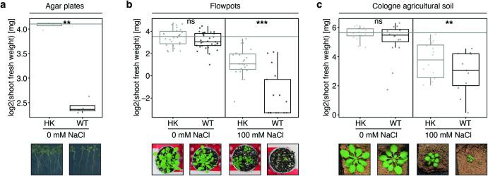 https://cdn.ncbi.nlm.nih.gov/pmc/blobs/0b7a/11133316/c168a7032a02/41467_2024_48517_Fig1_HTML.jpg