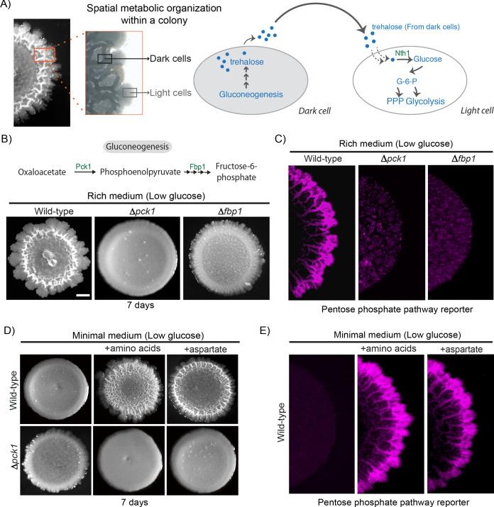 https://cdn.ncbi.nlm.nih.gov/pmc/blobs/0b7d/7467726/9e9edf102417/elife-57609-fig1.jpg