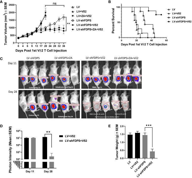 https://cdn.ncbi.nlm.nih.gov/pmc/blobs/0b7f/9581136/9d9c0f068168/fimmu-13-1012051-g003.jpg