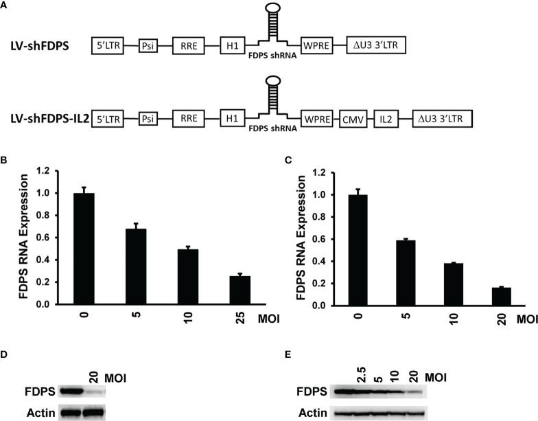 https://cdn.ncbi.nlm.nih.gov/pmc/blobs/0b7f/9581136/b37995bce86e/fimmu-13-1012051-g001.jpg
