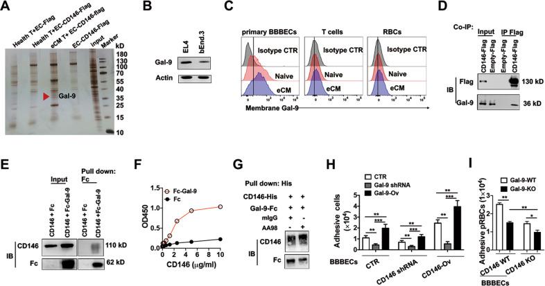 https://cdn.ncbi.nlm.nih.gov/pmc/blobs/0b80/8484550/642a43349507/41423_2020_582_Fig5_HTML.jpg