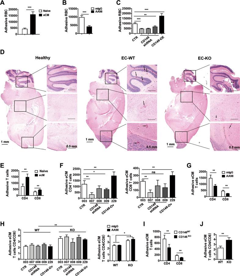 https://cdn.ncbi.nlm.nih.gov/pmc/blobs/0b80/8484550/6a2ef3303020/41423_2020_582_Fig4_HTML.jpg