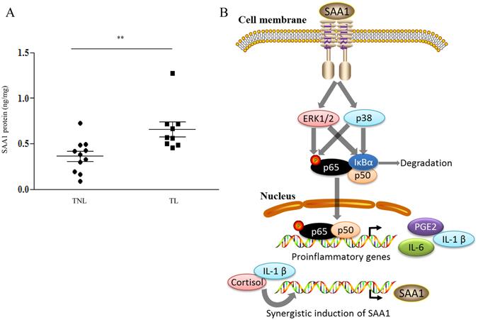 https://cdn.ncbi.nlm.nih.gov/pmc/blobs/0b83/5429602/3c41a20fc9f3/41598_2017_782_Fig8_HTML.jpg