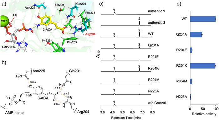 https://cdn.ncbi.nlm.nih.gov/pmc/blobs/0b88/12207350/0eac3a466ac7/ANIE-64-e202505851-g002.jpg