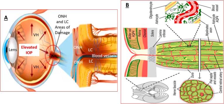 https://cdn.ncbi.nlm.nih.gov/pmc/blobs/0b88/9846481/0ce9f571ac45/gr4.jpg