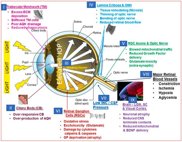 https://cdn.ncbi.nlm.nih.gov/pmc/blobs/0b88/9846481/277b3b46508b/ga1.jpg